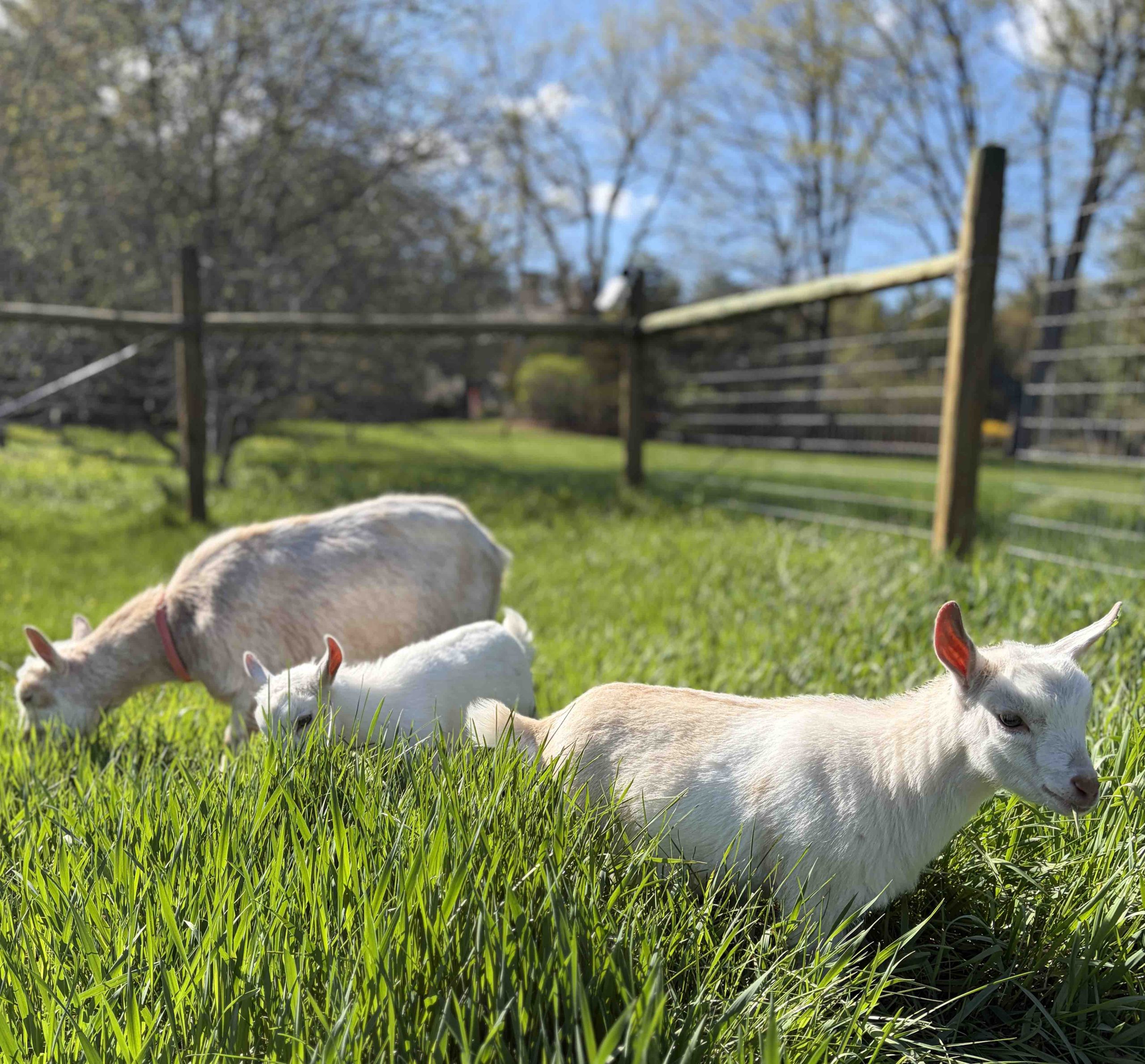 Goats